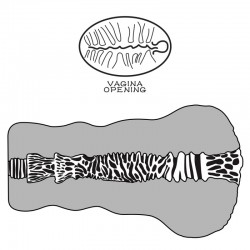 ����� , ������