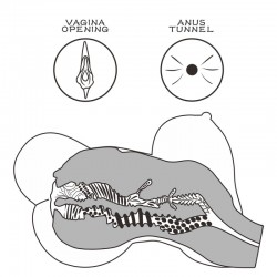 ����� , ������